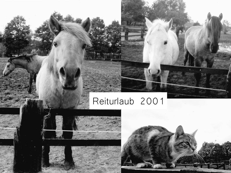 Schwarz weisse Collage aus den ersten Pferde Fotografien der Fotografin.  Ponys auf der Weide und eine Katze auf einem Zaun