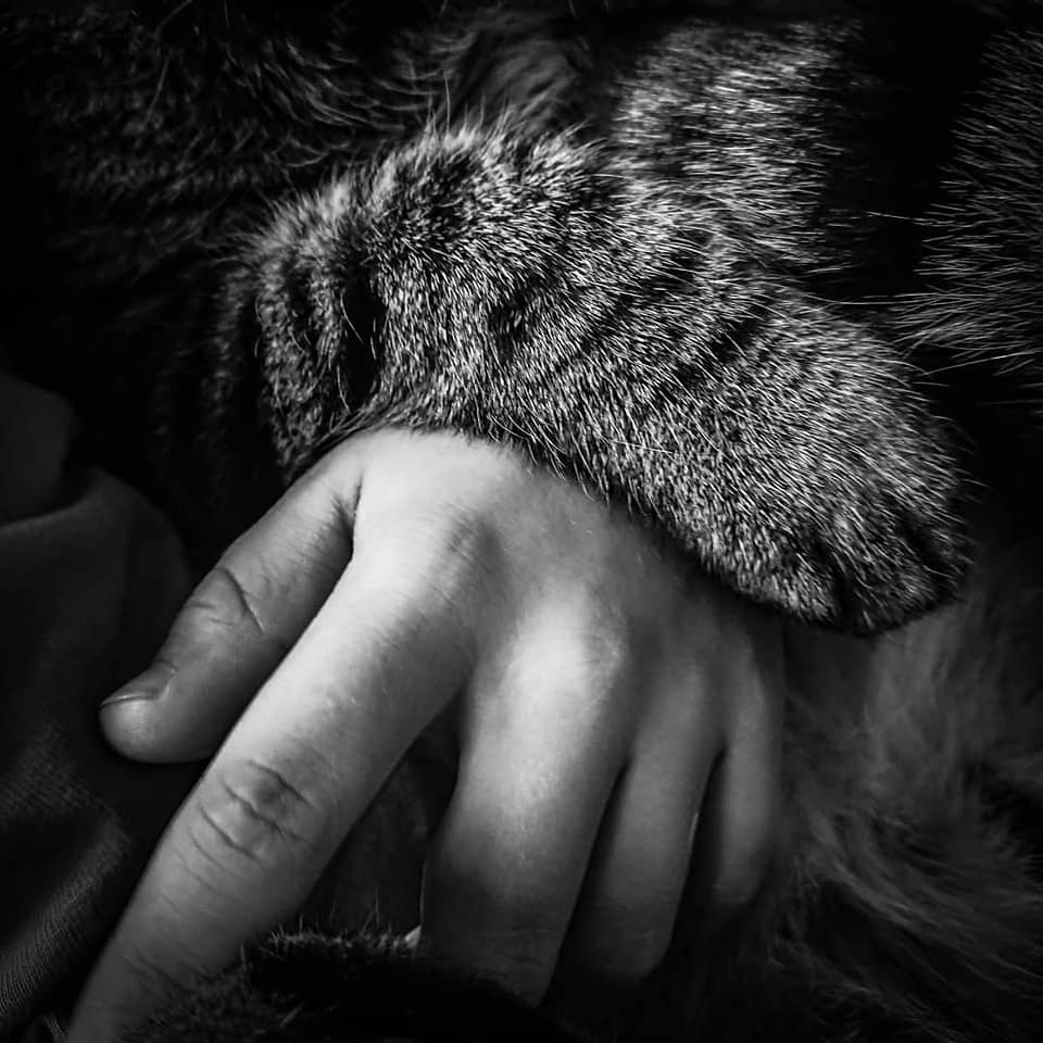 Schwarz weiß Fotografie einer Hand und einer Katzenpfote