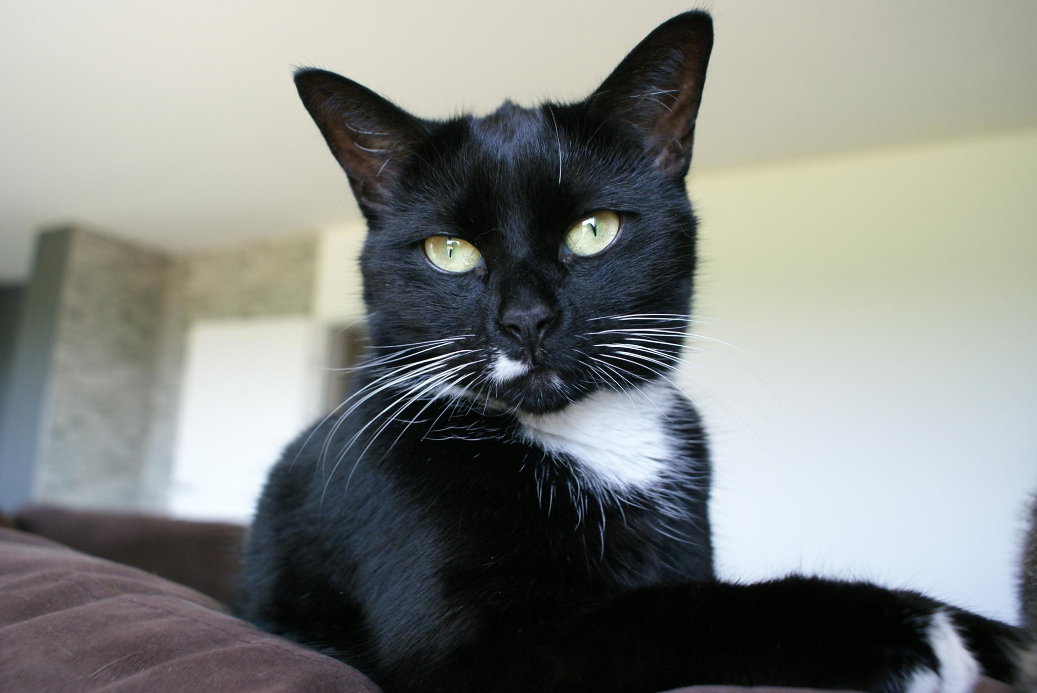 Portrait einer schwarz weißen Katze