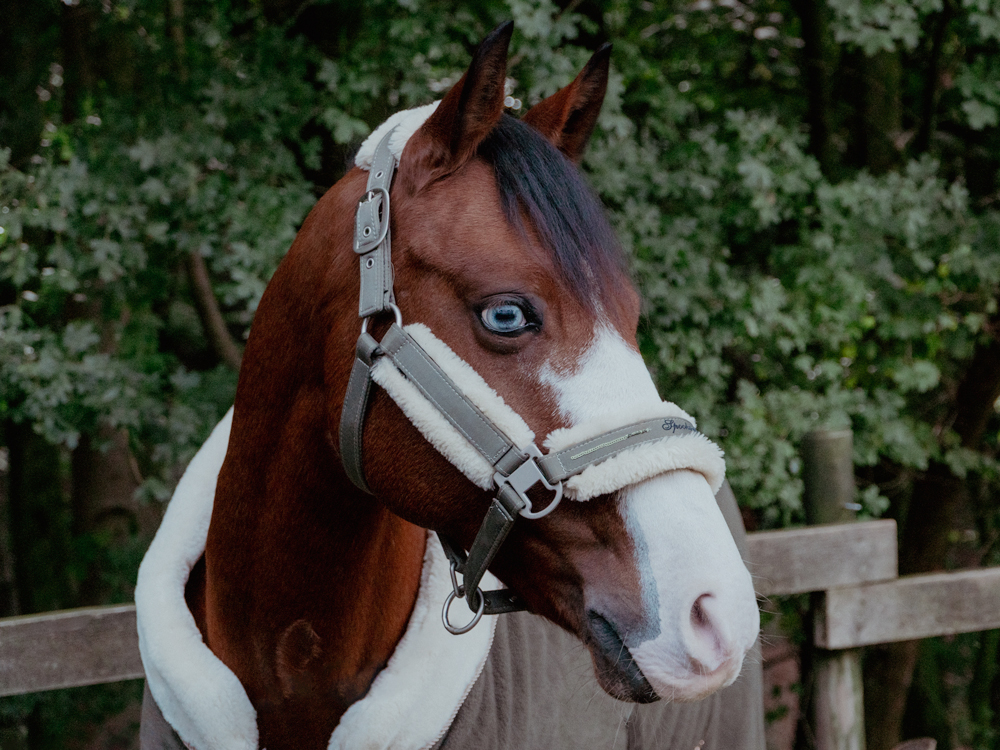 Pony mit blauen Augen Portrait