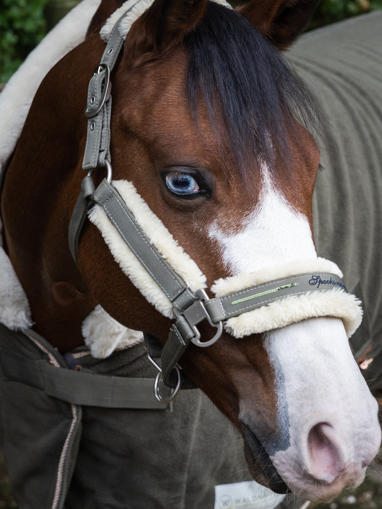 close up braunes Pony mit blauen Augen