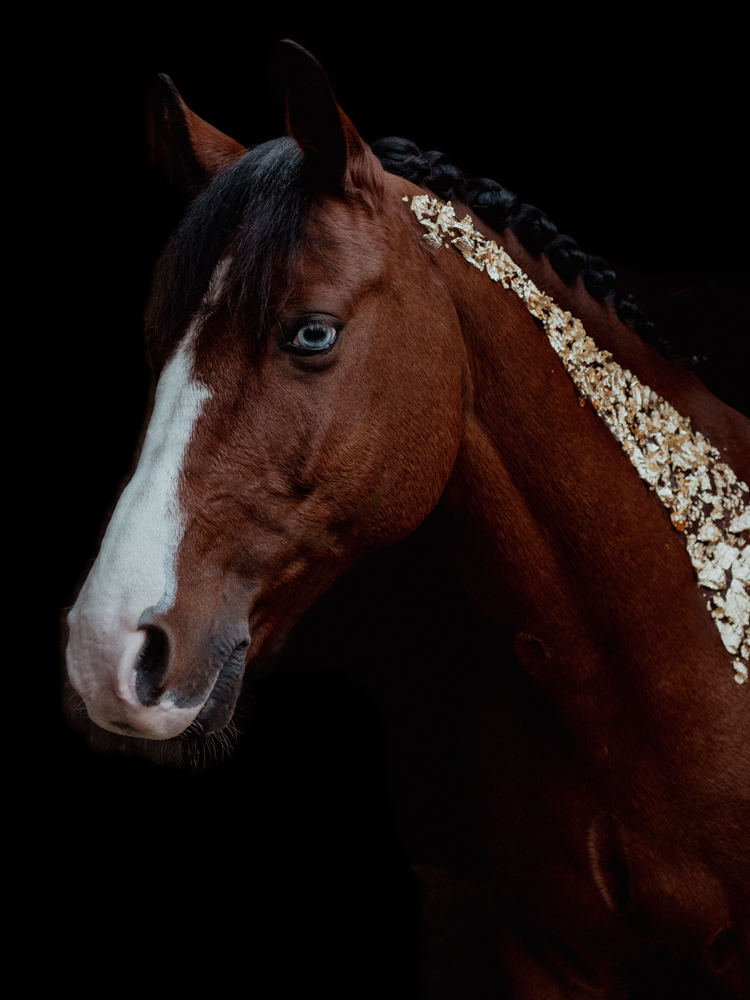 braunes Pony mit blauen Augen Blattgold und schwarzem Hintergrund