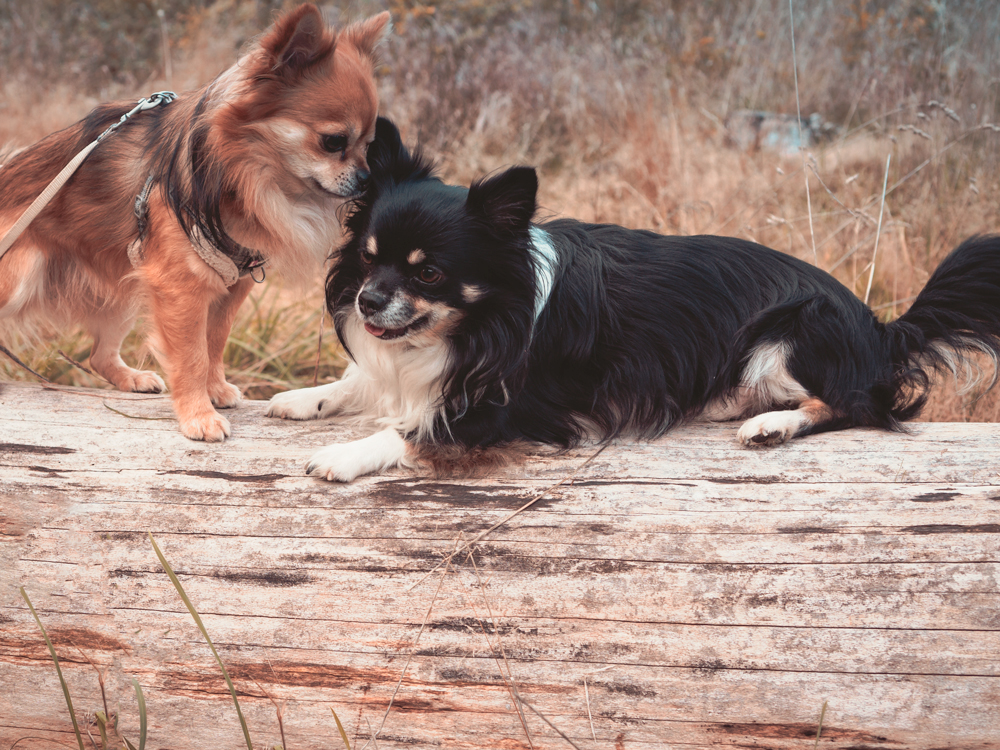 zwei Chihuahuas auf Baumstamm